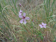Geranium viscosissimum incisum