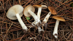 Clitocybe