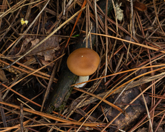 Clitocybe