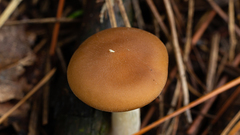 Clitocybe