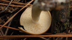 Clitocybe