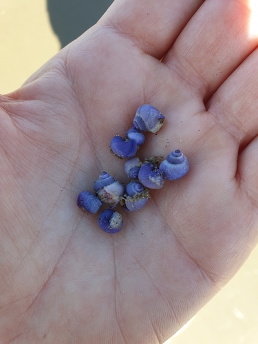 photo of Dwarf Violet Snail (Janthina exigua)