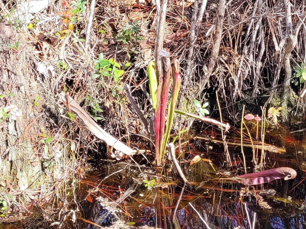 Sarracenia minor var. okefenokeensis Schnell 2