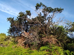 Sideroxylon socorrense