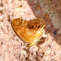 Phalanta