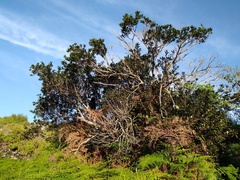 Sideroxylon socorrense