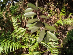 Sideroxylon socorrense