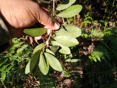 Sideroxylon socorrense