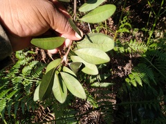 Sideroxylon socorrense