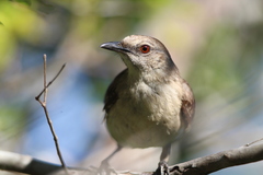 Mimus graysoni