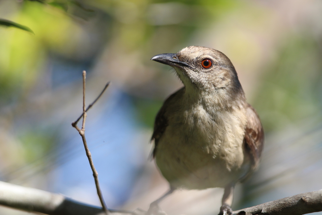 Typical Mockingbirds