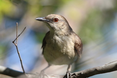 Mimus graysoni