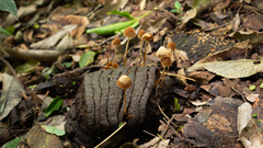 Conocybe tenera