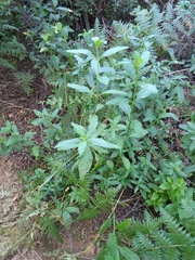 Verbena sphaerocarpa