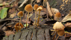 Conocybe tenera