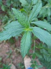 Verbena sphaerocarpa