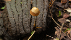 Conocybe tenera