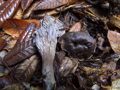 Craterellus atrocinereus