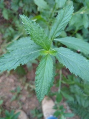 Verbena sphaerocarpa