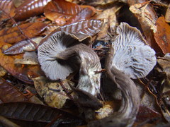 Craterellus atrocinereus