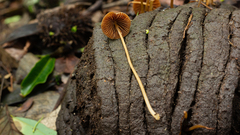 Conocybe tenera
