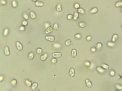 Craterellus atrocinereus