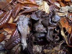 Craterellus atrocinereus