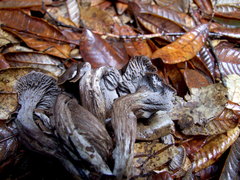 Craterellus atrocinereus