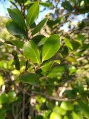 Ilex socorroensis