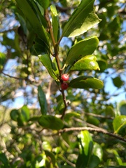 Ilex socorroensis
