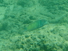 Thalassoma hebraicum
