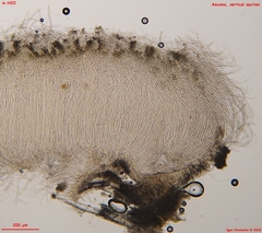 Schizoxylon alboatrum