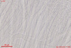 Schizoxylon alboatrum