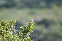 Mimus graysoni