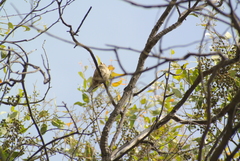 Haemorhous mexicanus