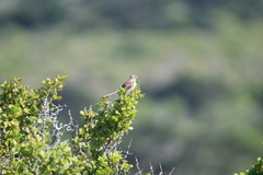 Mimus graysoni