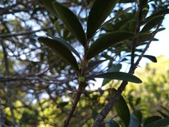 Sideroxylon socorrense