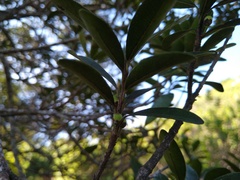 Sideroxylon socorrense