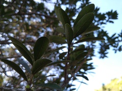 Sideroxylon socorrense