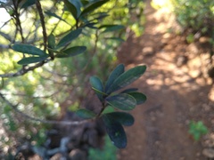 Sideroxylon socorrense