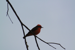 Pyrocephalus rubinus