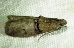 Tlascala reductella