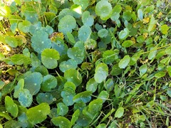Hydrocotyle prolifera