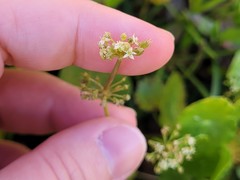 Hydrocotyle prolifera