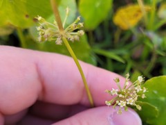 Hydrocotyle prolifera