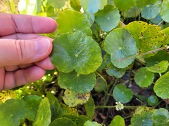 Hydrocotyle prolifera