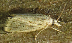 Diatraea lisetta
