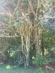 Ehretia acuminata acuminata