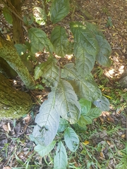 Ehretia acuminata acuminata