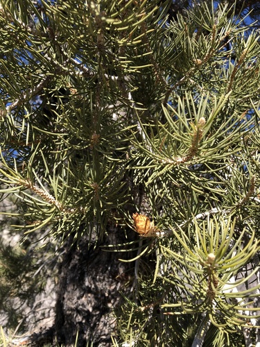 Singleleaf pinyon (Pinus monophylla)